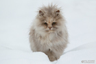Katze