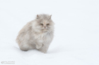 Katze
